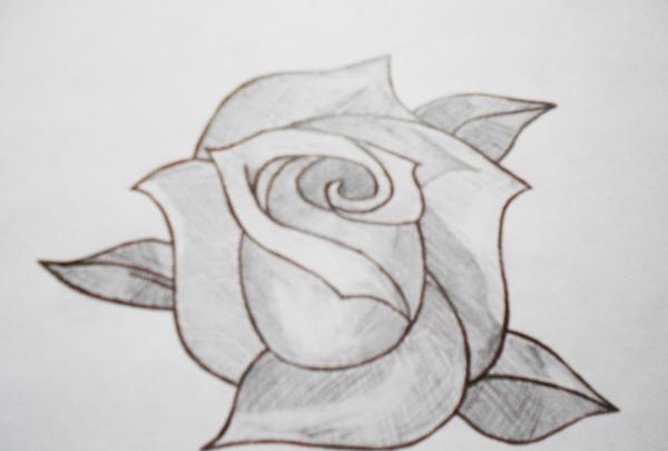 Drawing a rose