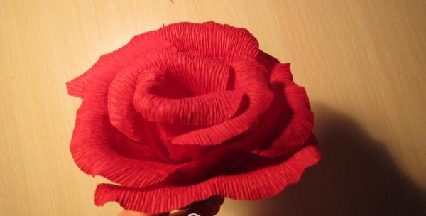 Forming a rose bud