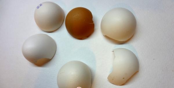 Wash eggshells