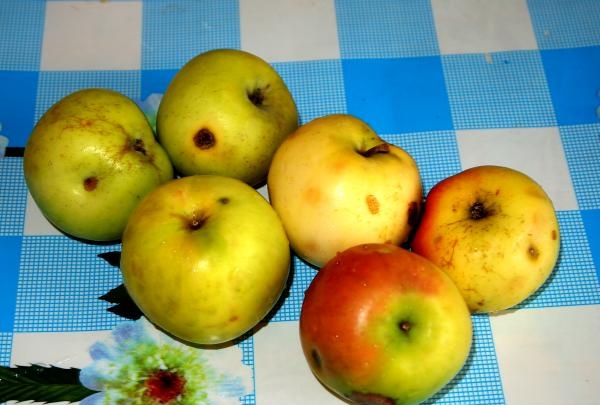 apples