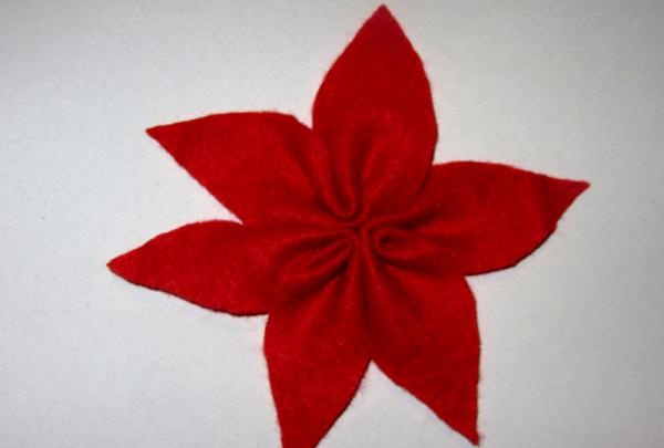 poinsettia flower