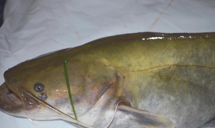 How to fry catfish deliciously