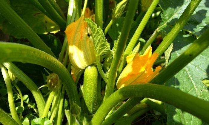 Growing zucchini in a warm bed