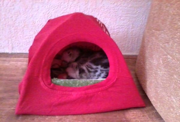 House tent for pet