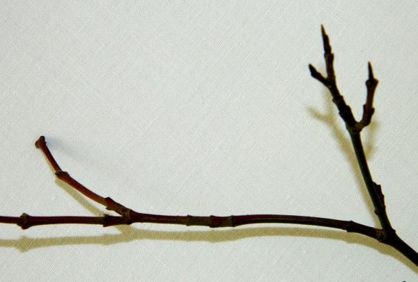 twig