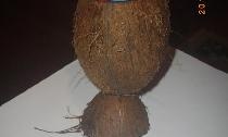 Coconut pen holder