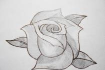 Drawing a rose