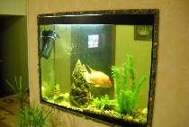 Aquarium in the wall