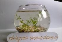 Aquarium in a vase