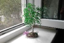 Spring birch tree made of beads