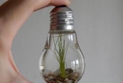 Aquarium in a light bulb