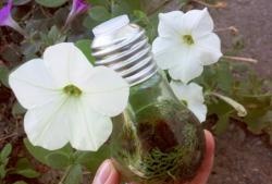 Mini terrarium in a light bulb