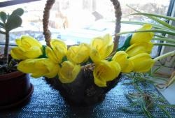 basket of crocuses made of corrugated paper