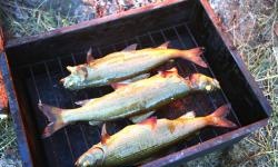 Traveling recipes: hot smoked fish