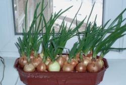 Homemade installation for growing green onions.