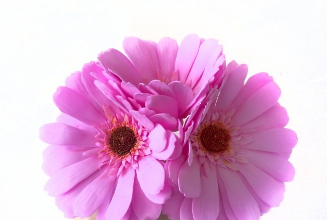 Pink gerbera from foamiran