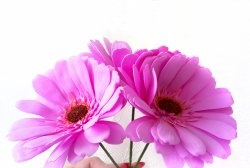 Pink gerbera from foamiran