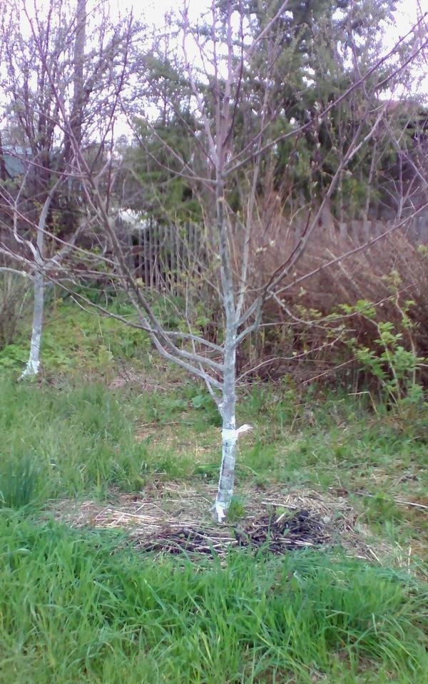 Device for watering and feeding apple trees