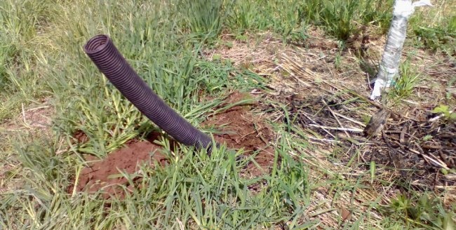 Device for watering and feeding apple trees