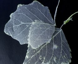 How to make skeletonized leaves easily