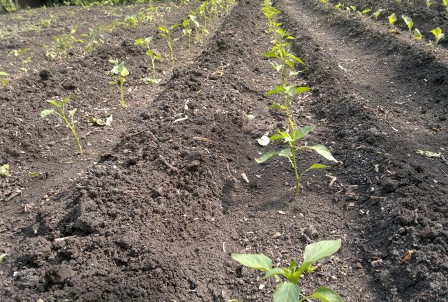 How to quickly grow peppers