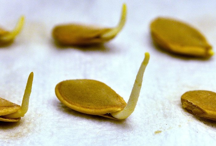 How to germinate seeds in 24 hours