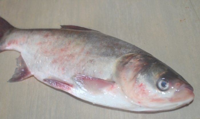 Whole seabass fried in a frying pan