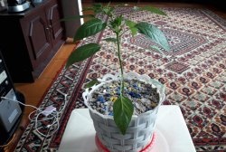 Flower pot with automatic watering