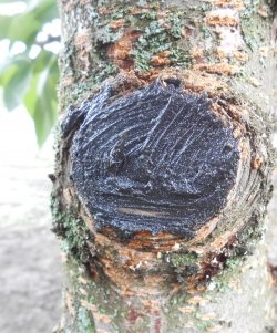 Sanitary pruning of trees in autumn