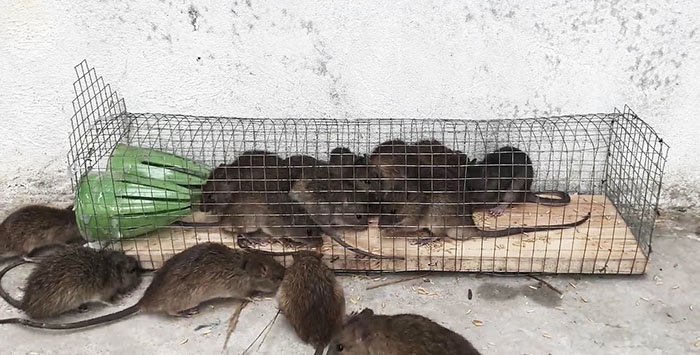 A simple trap for small rodents