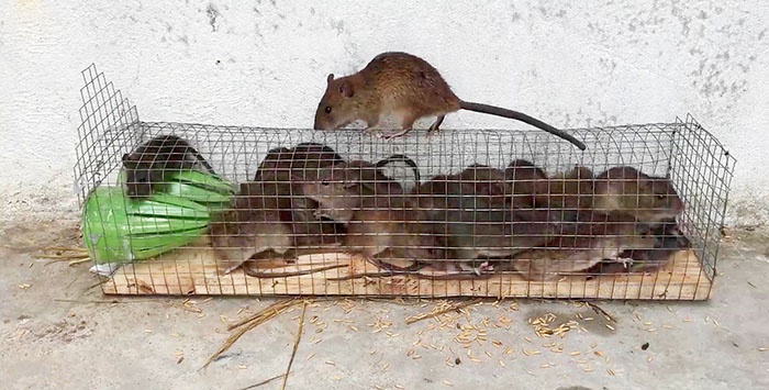 A simple trap for small rodents