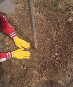 Have a house and a son? It's time to learn how to plant trees or how to plant an apricot in the spring