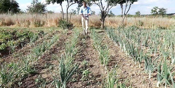 A device for quickly weeding a vegetable garden