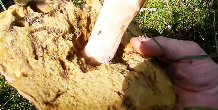 How to grow porcini mushrooms on a windowsill