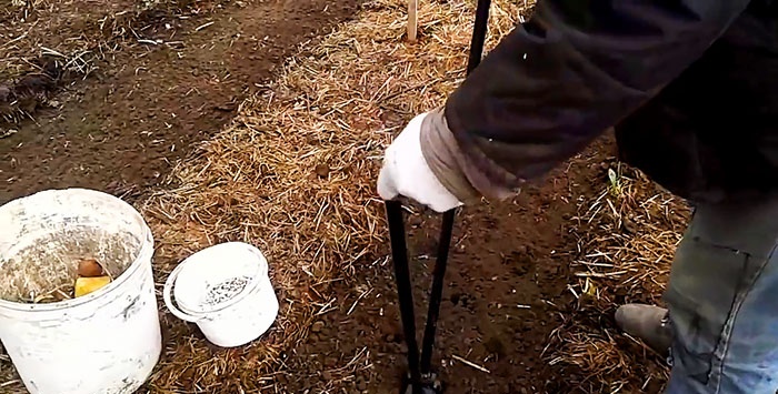 Planting potatoes without a shovel