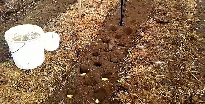 Planting potatoes without a shovel