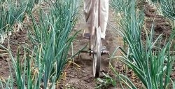 A device for quickly weeding a vegetable garden