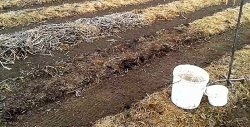 Planting potatoes without a shovel