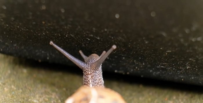 Protecting seedlings from snails using electric current