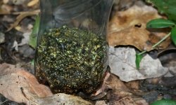 How to make an effective wasp trap from a plastic bottle