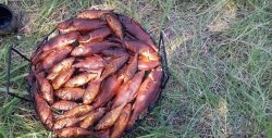 Smoking fish while fishing: fast, simple, tasty. My report