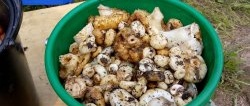 Pickling milk mushrooms, my step-by-step recipe