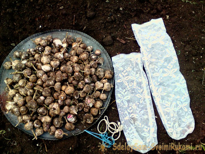 How to remove garlic for winter storage without unnecessary hassle