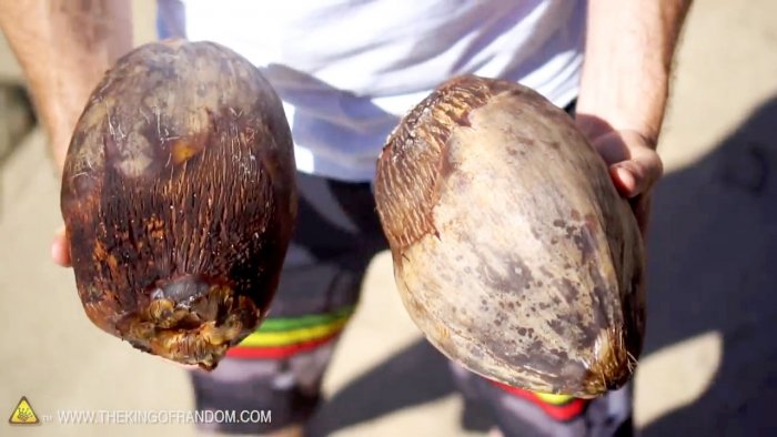 How to open a coconut without tools