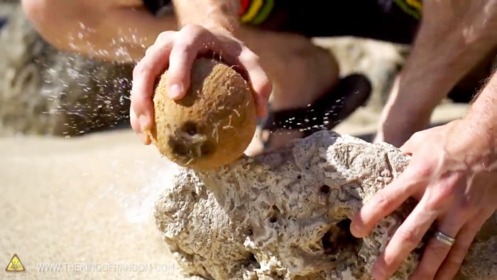 How to open a coconut without tools