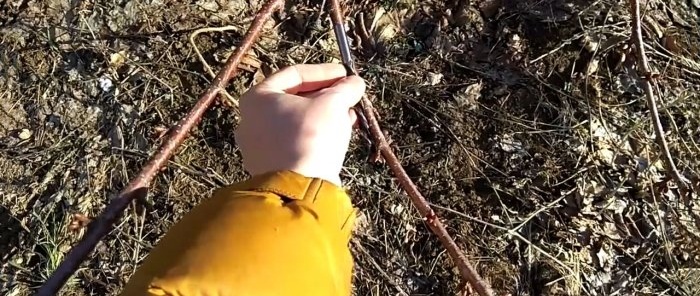 Grafting a tree with a drill