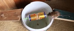 Do-it-yourself cheap reusable rodent trap