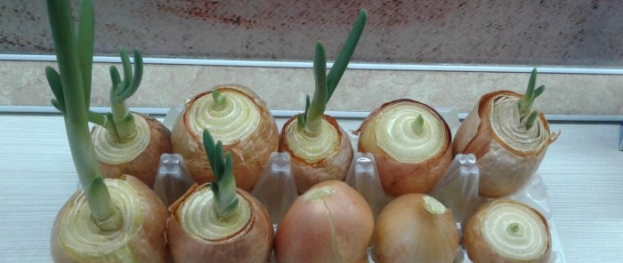 Anyone can grow green onions on a windowsill without any soil.