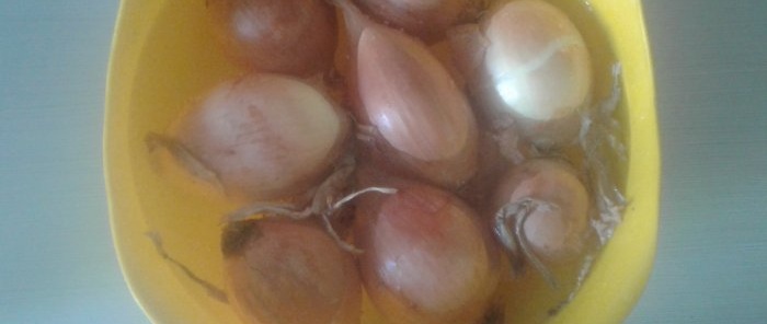 Anyone can grow green onions on a windowsill without any soil.