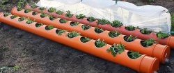 Strawberry bed made of PVC pipes with a root irrigation system